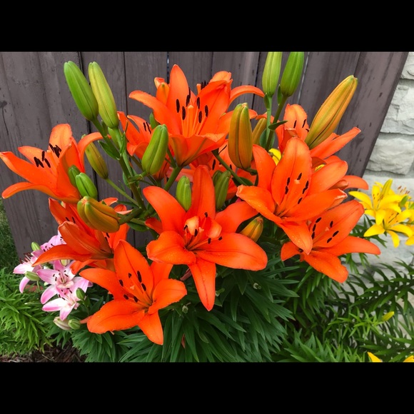 Meet your Posher, Nnader - Picture 1 of 1